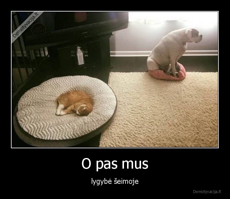 lygybe,katinas,suo
