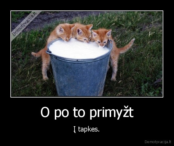 kaciukai,pienas,laka