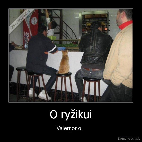 katinas,baras,vyrai,geria