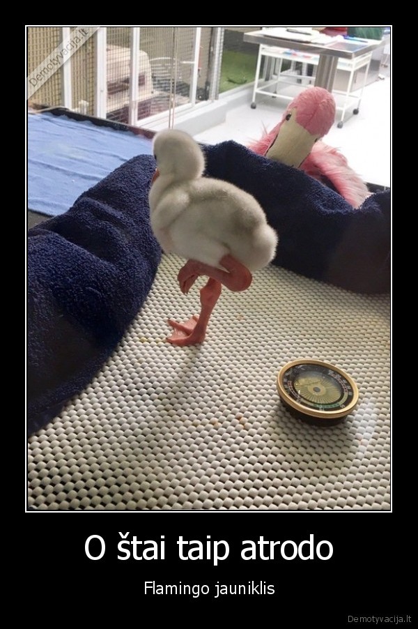 flamingas,paukstis