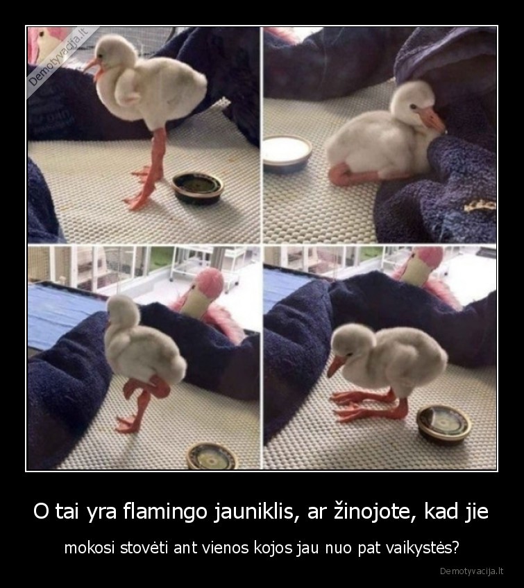 flamingo,kojos,jauniklis