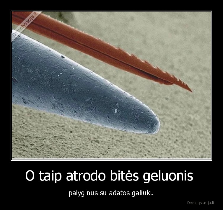adata,geluonis,skirtumai