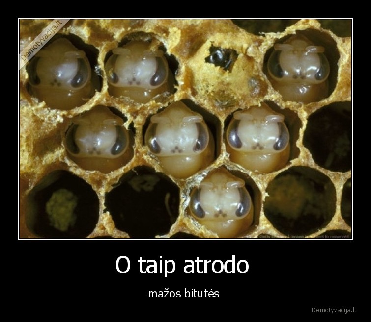 bites,mazos,vaikai