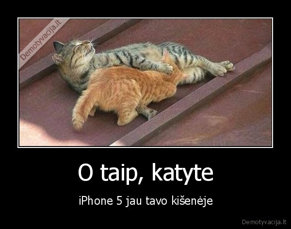 kate,iphone, 5,seksas, uz, pinigus