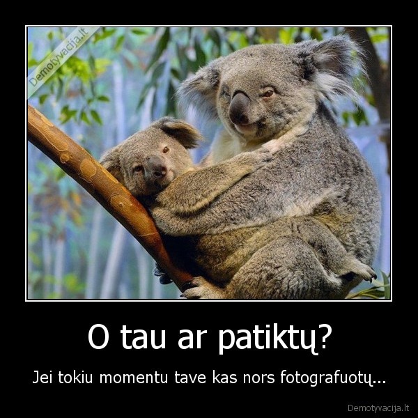koala