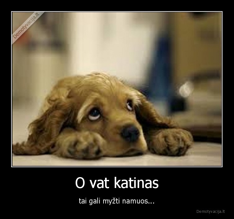 katinas,suo,diskriminacija,myzti,namuose