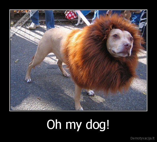 Oh my dog!