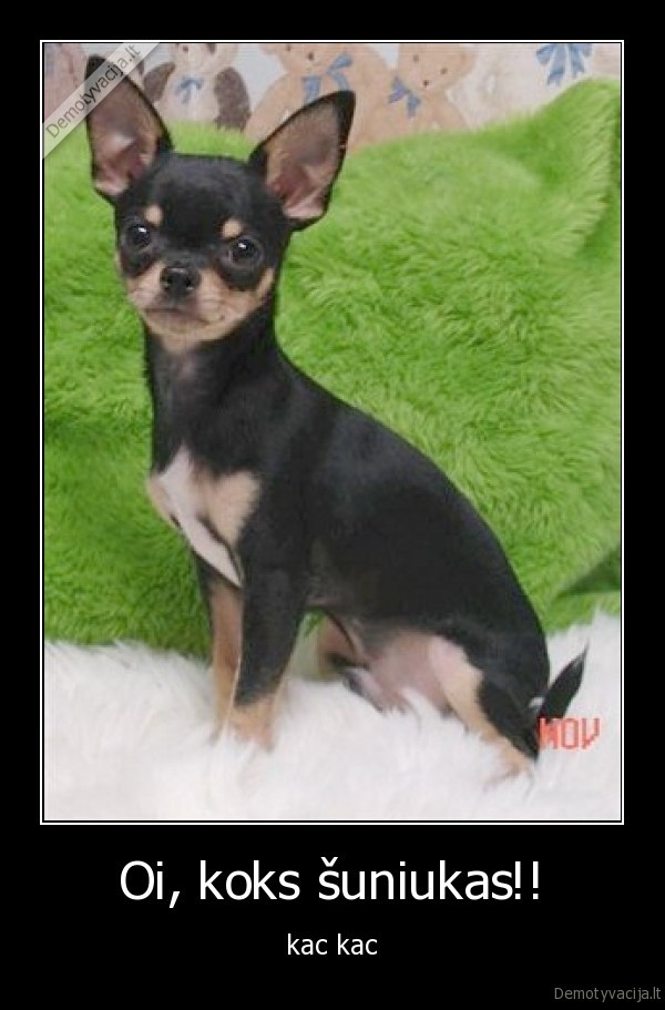 chihuaha
