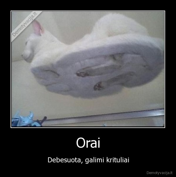 orai,katinas
