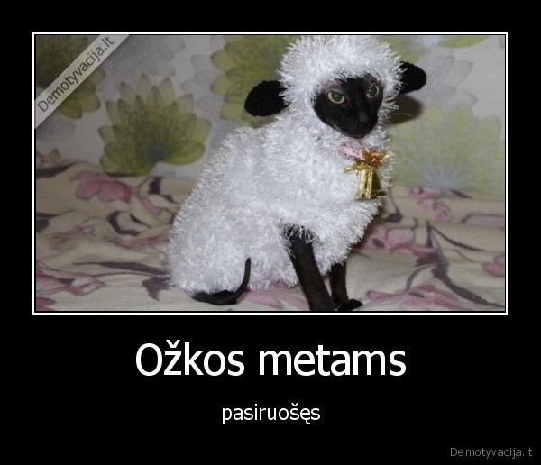 katinas,ozka