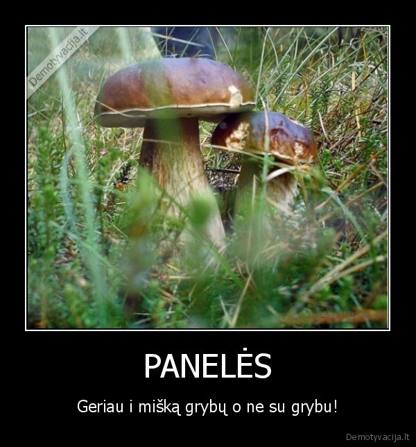 grybai,vaikinai,miskas