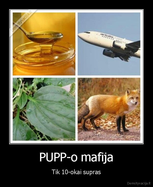 pupp,mokslai
