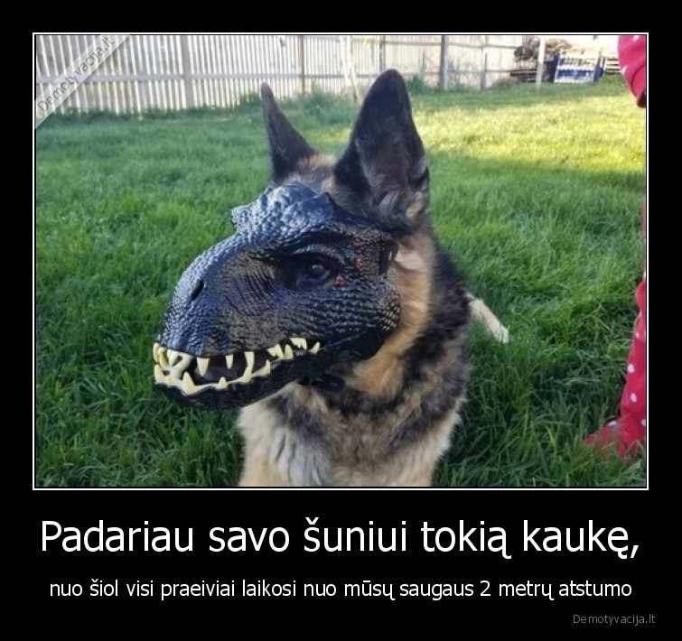 suo,kauke,saugus,atstumas
