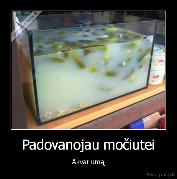 marinuoti, agurkai,marinatas,akvariumas