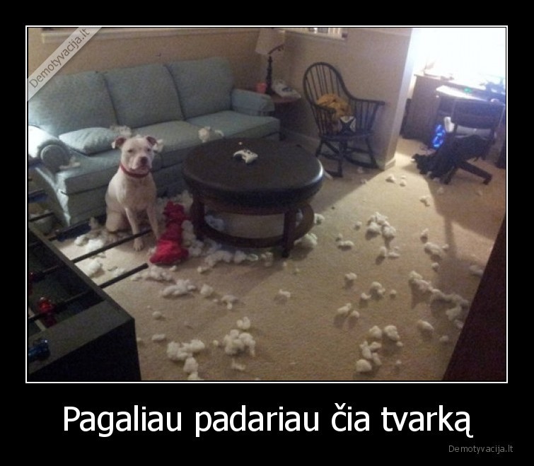 pitbulis,tvarka,suo,namai