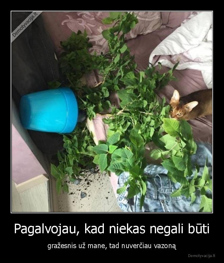 katinas,grazus,vazonas,gele