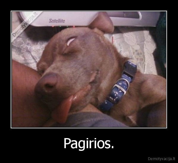 pagirios,gyvunai,negyvas,suo