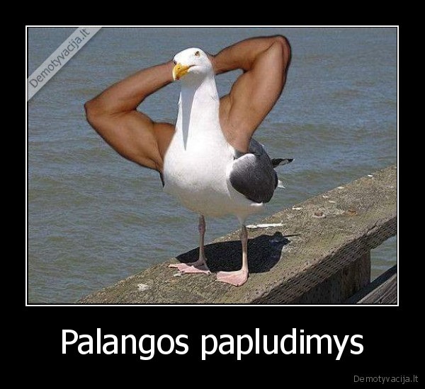Palangos papludimys
