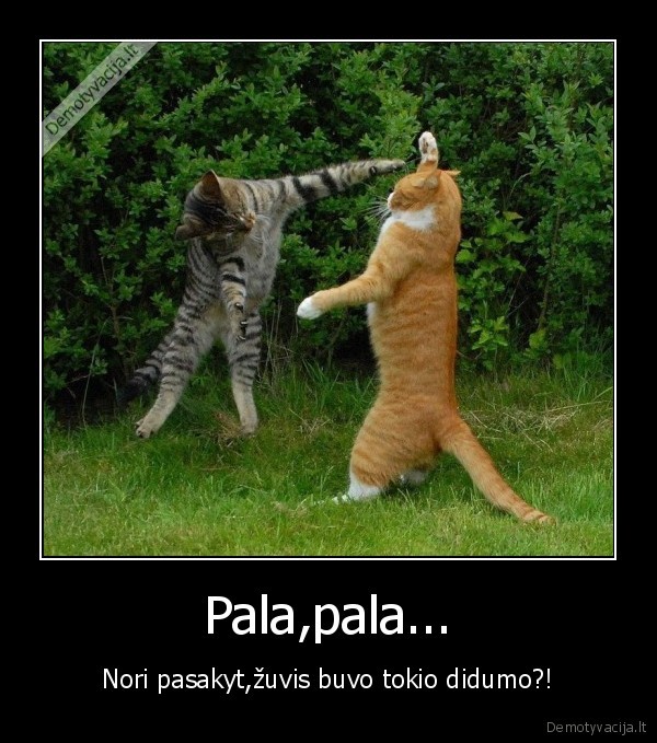 Pala,pala...