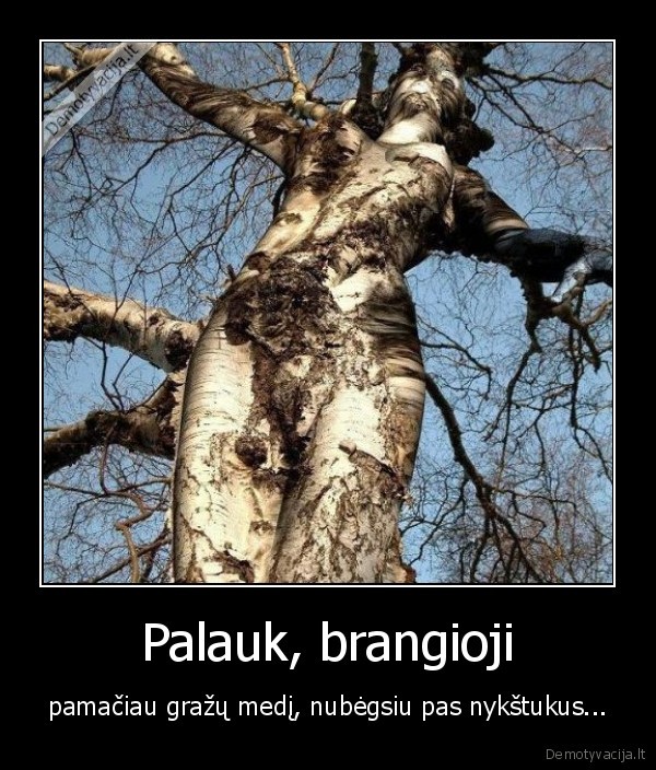 Palauk, brangioji