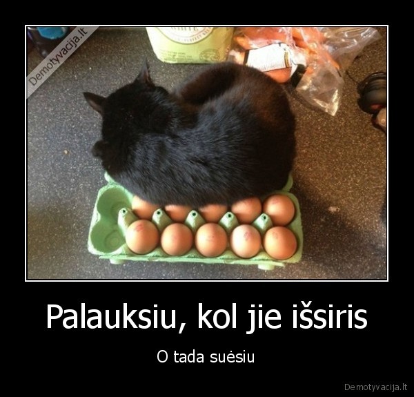 kiausiniai,katinas,visciukai