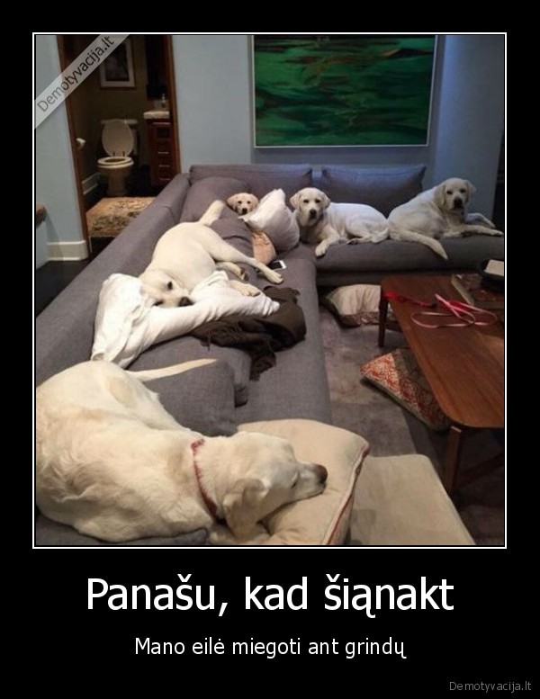 sunys, ant, sofos,juokingi, sunys