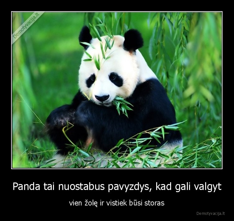 panda,storas,zole,vegetarai