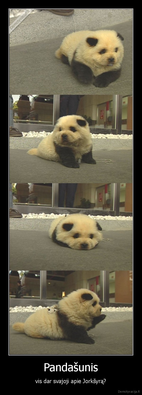 Pandašunis