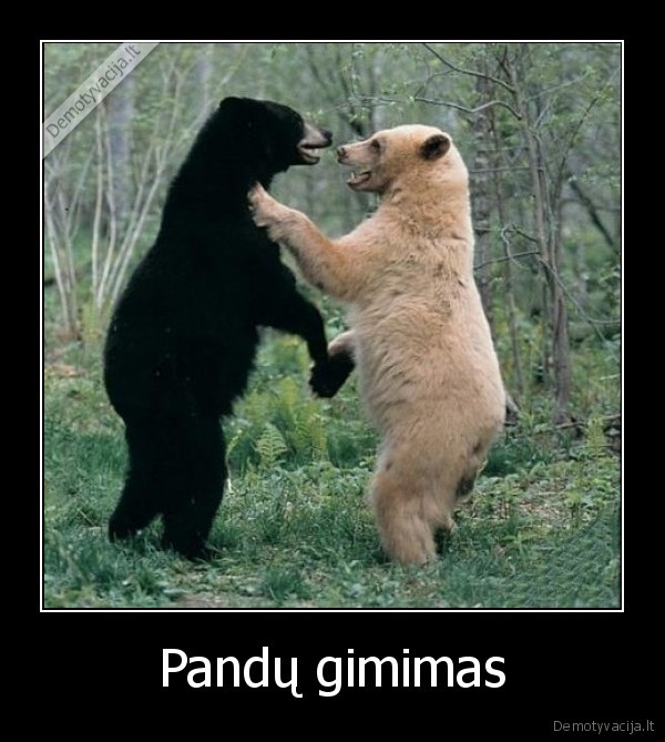 Pandų gimimas