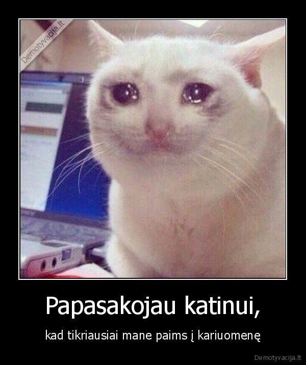 saukiniai,katinas