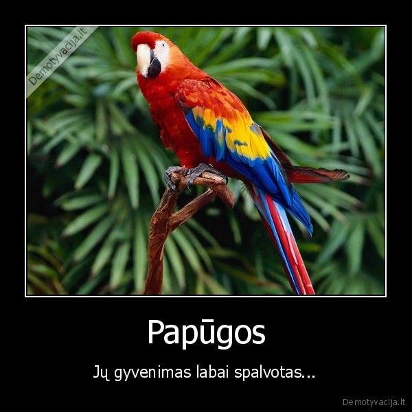 Papūgos