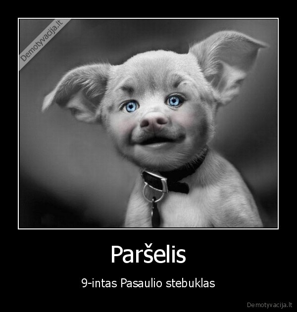 fdssfg