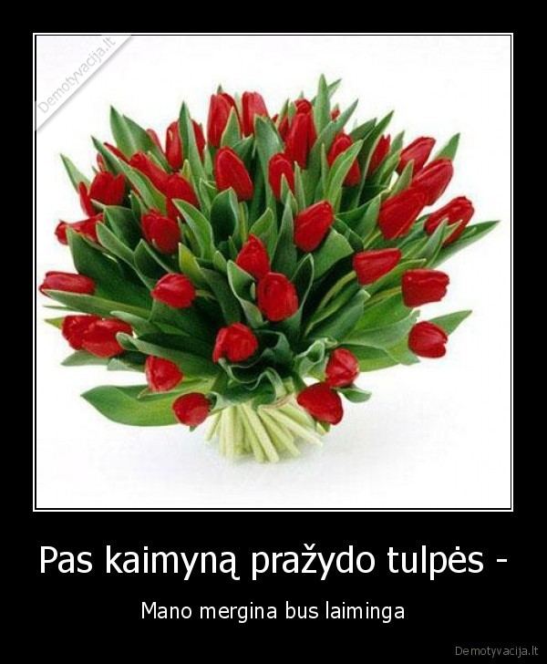 nevokit, tulpiu