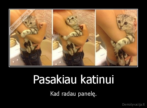 panele,radau,katinas