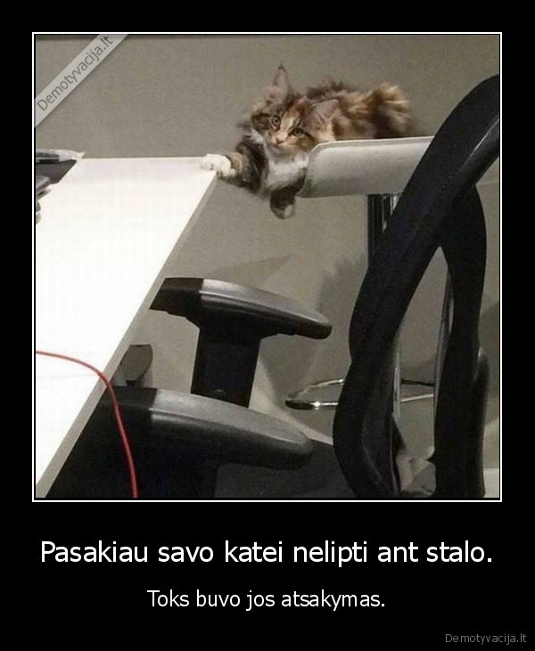 kate,katinas,stalas