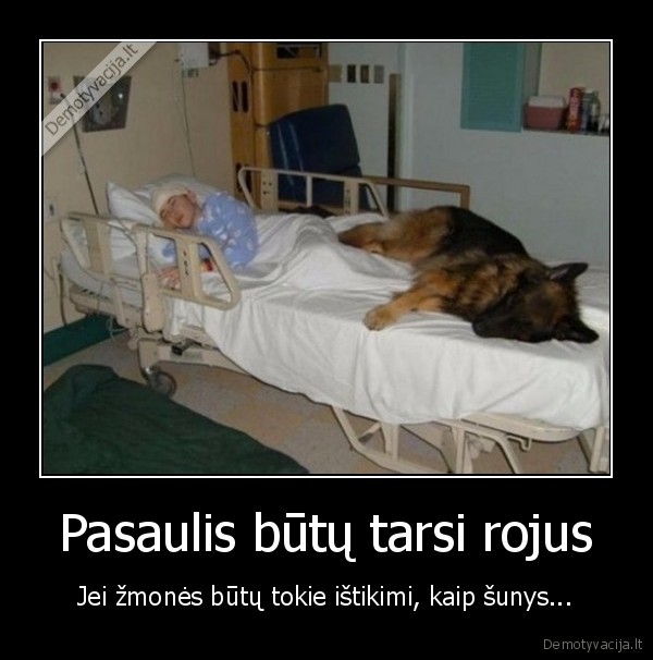 istikimybe,istikimas, suo