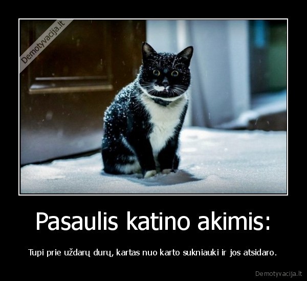 katino, gyvenimas,katinas, lauke,apsnigtas, katinas