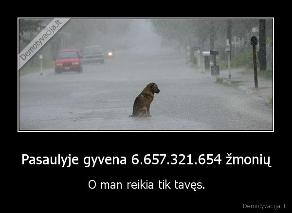 vienatve, suo, suniukas, vienisas