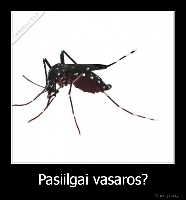 vasara, uodas, niezti