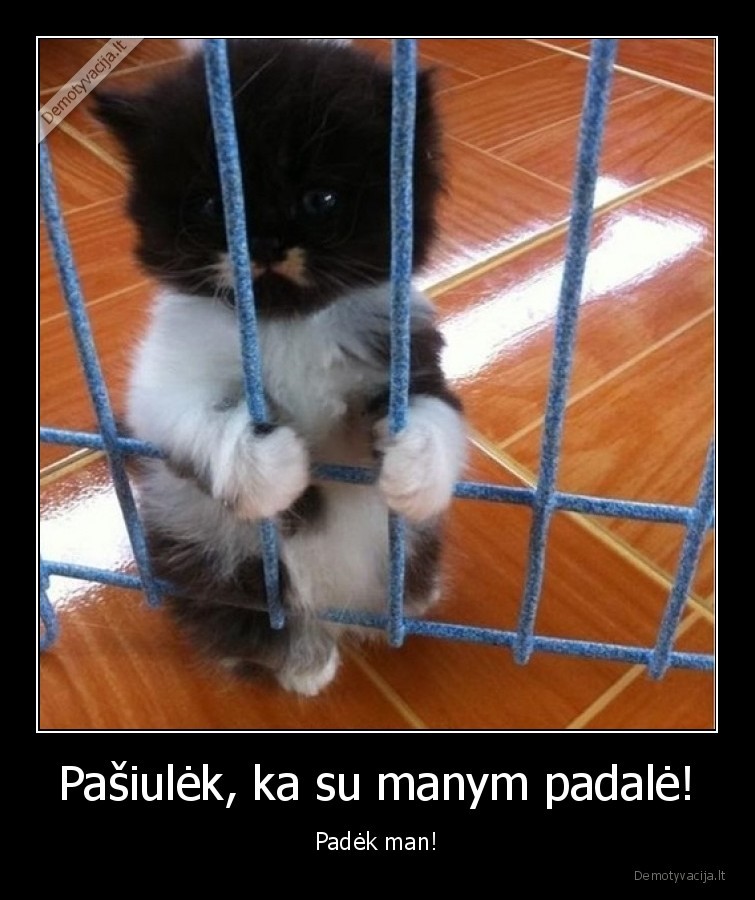 kaciukas,katinas,mazas