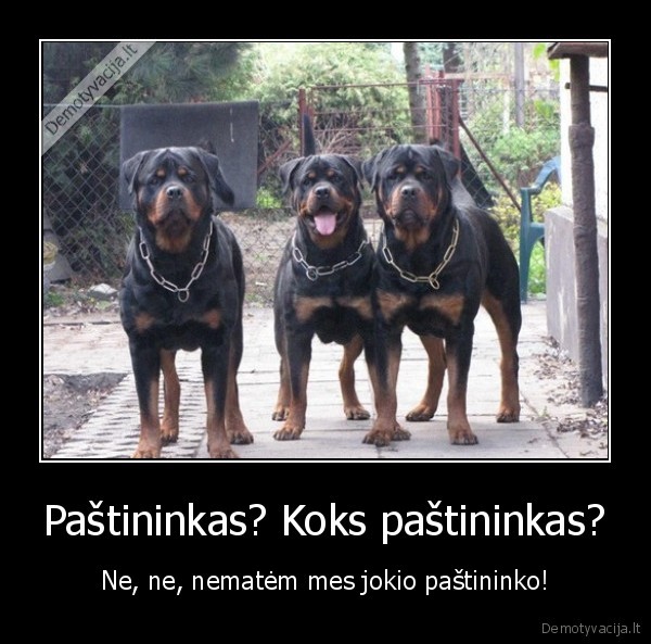 pitbuliai,agresyvus, sunys,pastininkas