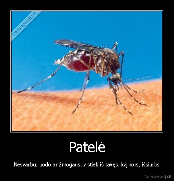 Patelė