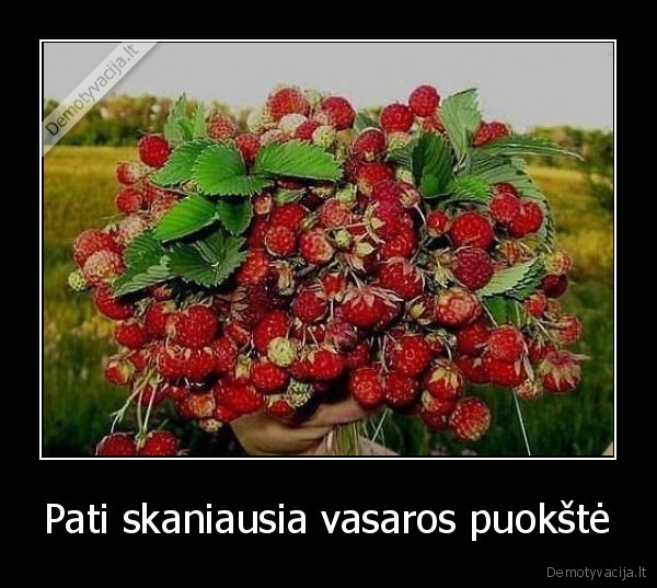 puokste,vasara,uogos,avietes,braskes