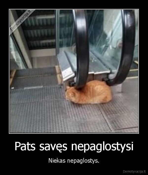 katinas,glostyti