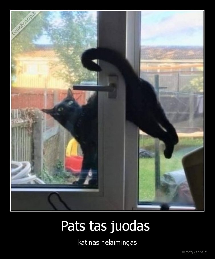 juodas,katinas,nelaime,nelaimingas,kates,katinai