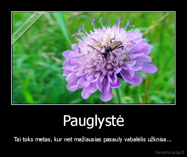 Pauglystė