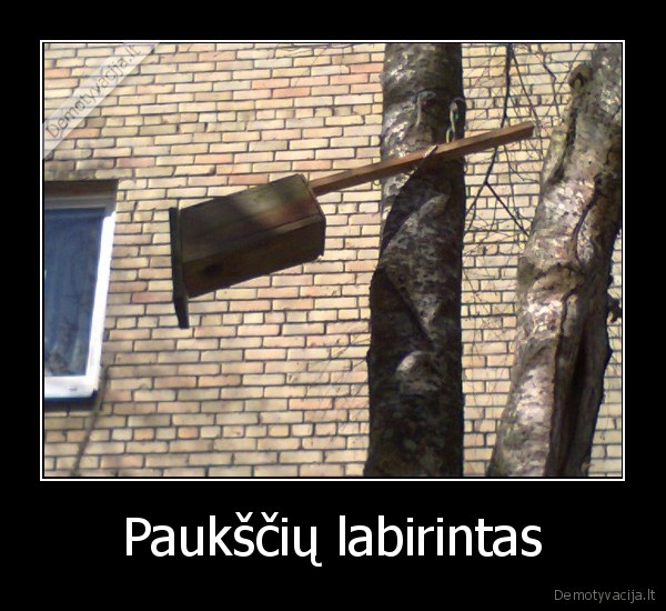 Paukščių labirintas