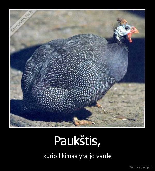 paukstis, petarda