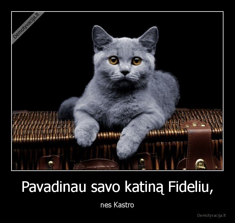 fidelis, kastro,kastruotas,katinas