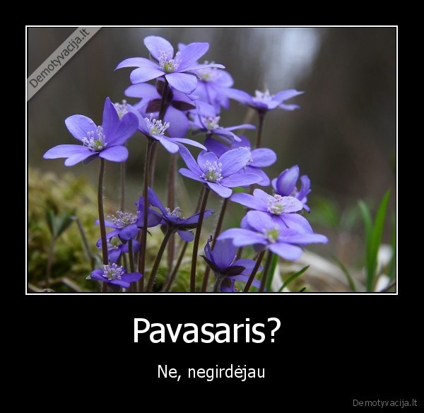 Pavasaris? 